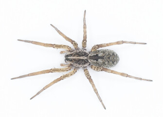 Hogna antelucana is a fairly common species of wolf spider in the family Lycosidae isolated on white background. Florida example top view from above