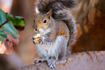 Eichhörnchen in Florida