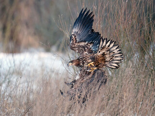 White-tailed eagle (haliaeetus albicilla)