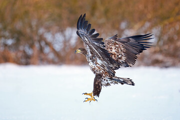 White-tailed eagle (haliaeetus albicilla)