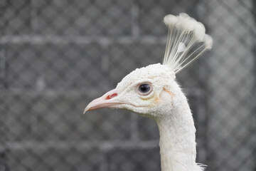 White Peafowl head in cage.