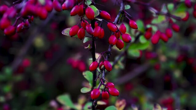 Ripe Berberis fruits. Clusters of red berries on a barberry bush. Ornamental barberry bush in autumn. Spice for rice dishes, risotto, pilaf.