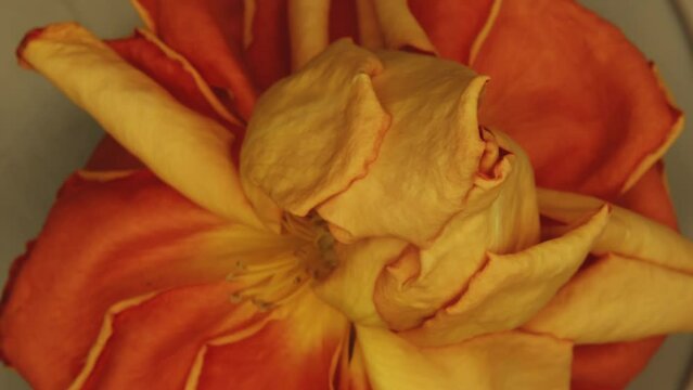 A striking macro shot of an orange rose in the process of withering, captured in a timelapse that accentuates the transience of beauty. The warm, vibrant orange petals are curled and soft, showing the