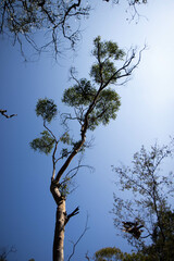 looking up at tall thin tree on a sunny day