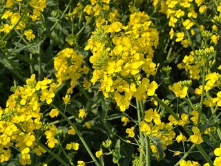 Yellow flowers oilseed canola in field