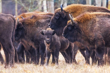 Fototapeta premium The European bison (Bison bonasus) in the Bialowieza Forest
