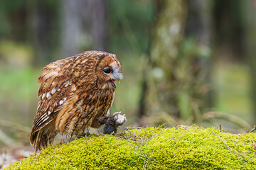 male tawny owl (Strix aluco) has caught a mouse