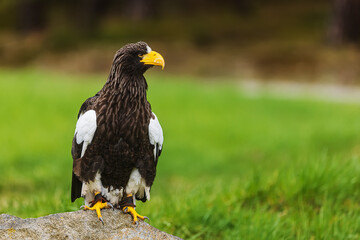 Steller's sea eagle (Haliaeetus pelagicus), also known as Pacific sea eagle or white-shouldered eagle