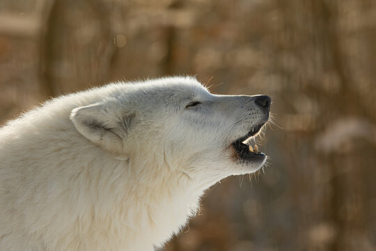 male Arctic wolf (Canis lupus arctos) detail of a howling wolf
