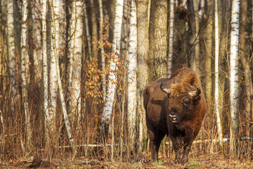 The European bison (Bison bonasus) or the European wood bison is like a forest ghost