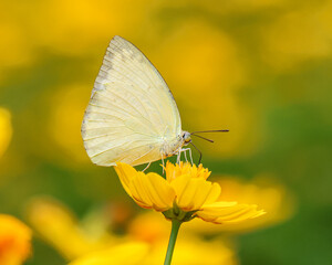 butterfly on flower