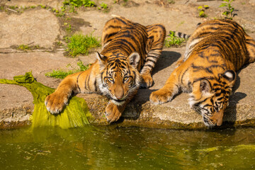 critically endangered Sumatran tiger