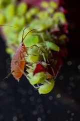 very close big macro portrait of aphids
