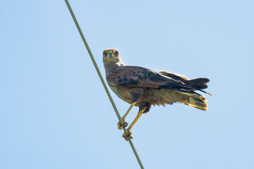 A large Savanna Hawk, perched on a wire isolated in the blue sky