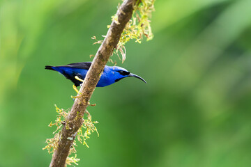 A Purple Honeycreeper bird, perching on a mossy branch in the rainforest