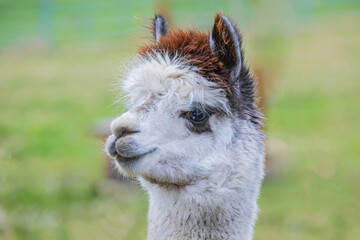 Fototapeta premium Cute Alpaca. Beautifull and funny animal