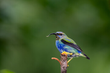 Colorful Purple Honeycreeper bird perched on a branch with green background