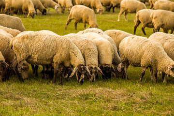 Obraz premium Sheeps in a meadow on green grass