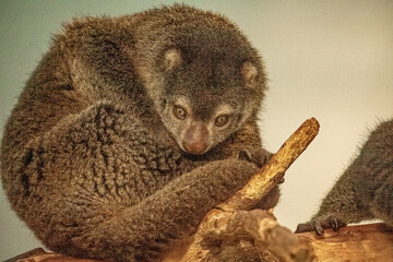 cute wild bear cuscus aulirops ursinus arboreal
