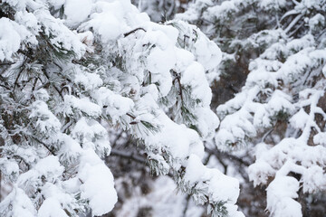 snow covered trees