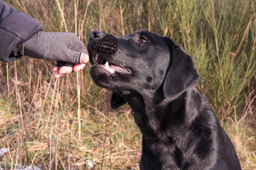 Young black Labrador receives a treat as a reward