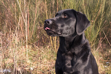Fototapeta premium Young black Labrador Retriever sticks out its tongue a little bit