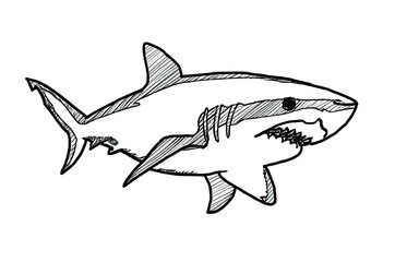Obraz premium shark black line scribble