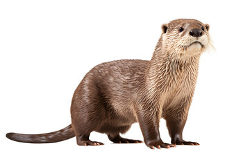 otter wildlife cut off background - obrazy, fototapety, plakaty