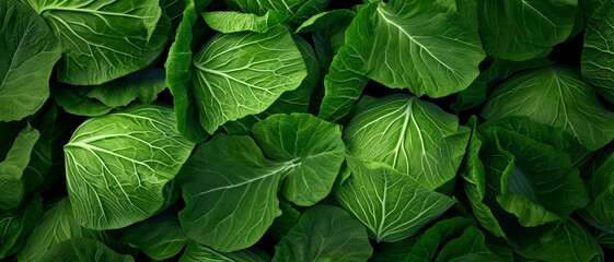 Verdant vitality: A lush tapestry of cabbage leaves showcases nature's intricate patterns and vivid greens - obrazy, fototapety, plakaty