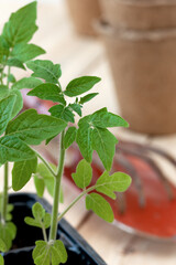 Gardening concept. young tomato seedlings