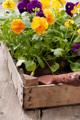 spring time. pansy seedlings - 714797172