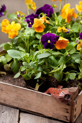spring time. pansy seedlings - 714797191