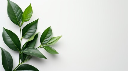 Fototapeta premium Lush Botanicals: The Vitality of Green Plant Life