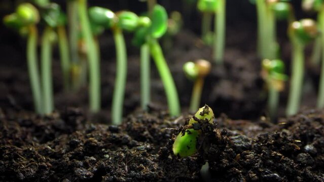 Timelapse of the germination of a plant sprout from the ground in motion. The growth of flowers and the blooming of leaves, agriculture and farming. High quality 4k footage