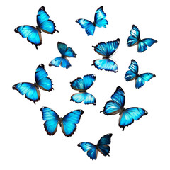 blue tropical butterflies