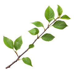 Fototapeta na wymiar Twig with green leaves