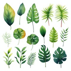 Watercolor palm leaves and monstera leaves set on white background.