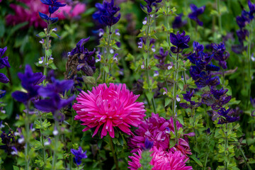 A flower garden in the garden on a summer day. Different plants in the park on a flower bed.