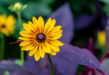 Rudbeckia flower close-up.