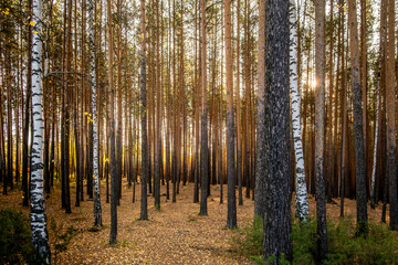 A mixed forest of birches and pines on a spring day.