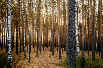 Foto op Canvas A mixed forest of birches and pines on a spring day. © Сергей Лаврищев
