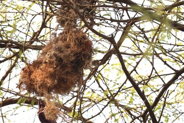 wildlife photography