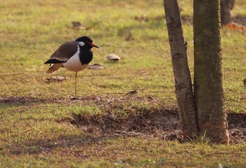 wildlife photography