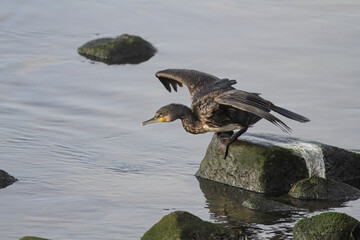 Cormorant taking off