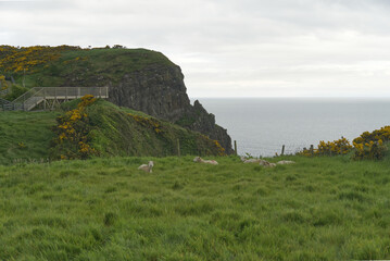 Blick über Wiese mit Schafen auf den Nordkanal am Gobbins Cliff