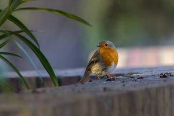 European Robin perched in a garden