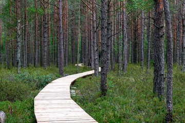 Landscape with a wooden footbridge in a swampy forest, tourist infrastructure, opportunity to get to know nature