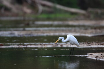 Egret feeds on fish in the stream in the morning.
