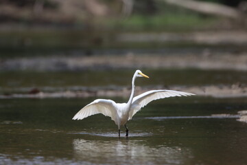 Egret feeds on fish in the stream in the morning.