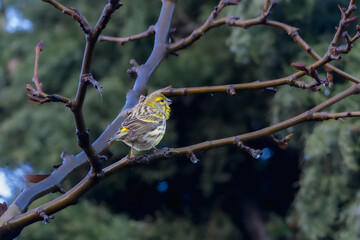 European Serin perched on a tree branch